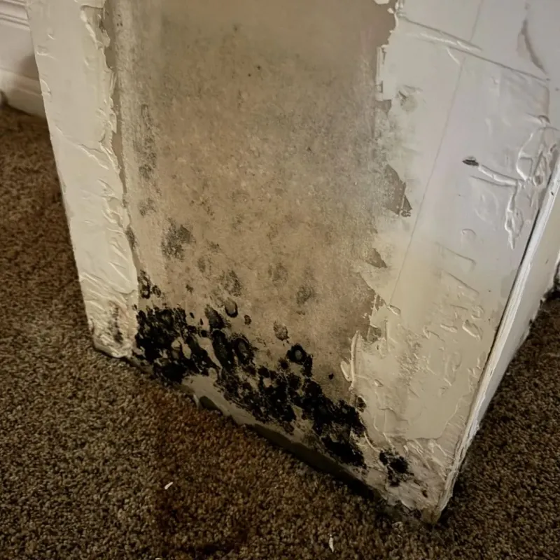 Professional Mold Removal in Fairfield, IL